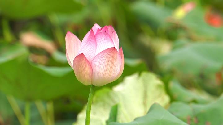 吕氏贵宾会(中国区)官方网站